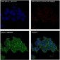 Anti-GAPDH Rabbit Monoclonal Antibody